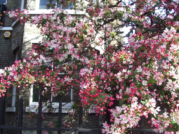 Cambridge in flowers