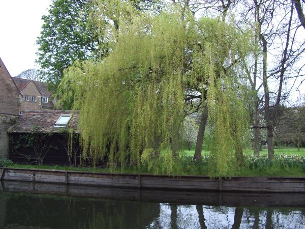 Cambridge