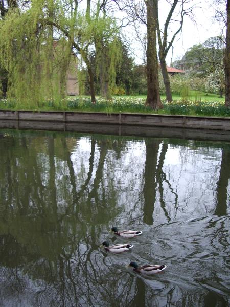 Cambridge ducks