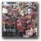Cambridge in flowers