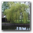 Cambridge