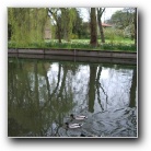 Cambridge ducks