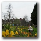 Flowers of Cambridge